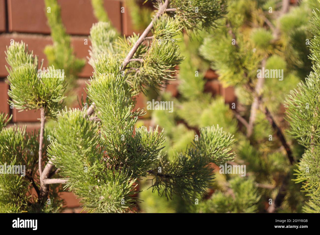 A closeup of Adenanthos sericeus, commonly known as woolly bush Stock Photo