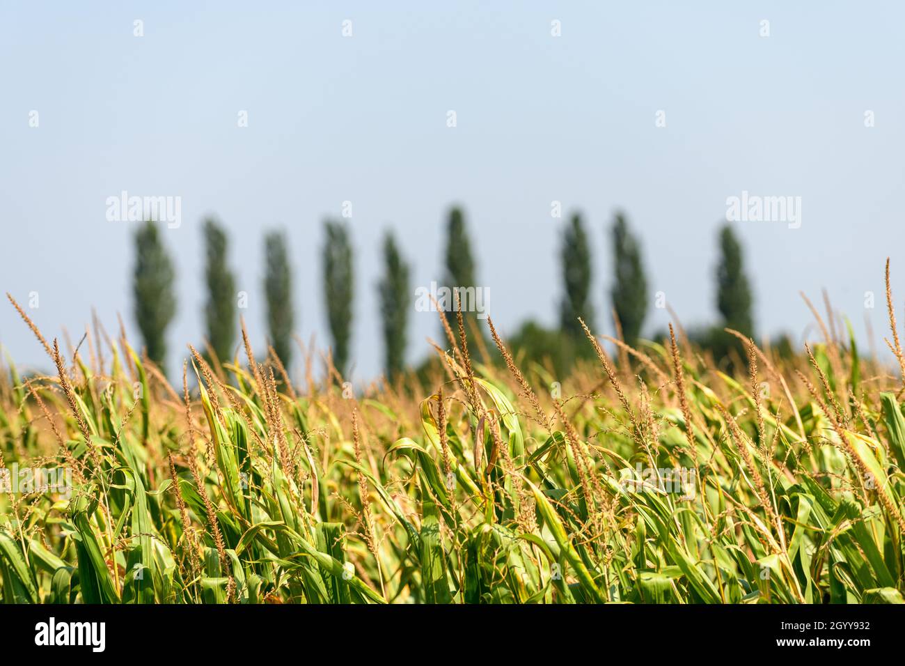 A grain field just before harvest with a line of pine trees in the blurred background. Stock Photo