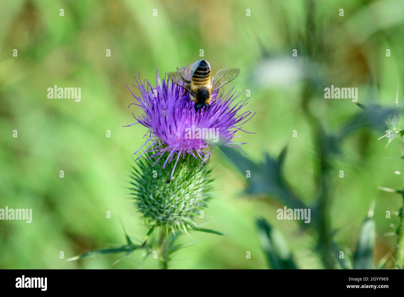 A busy little bee is looking for some nectar from a thistle blossom. Stock Photo