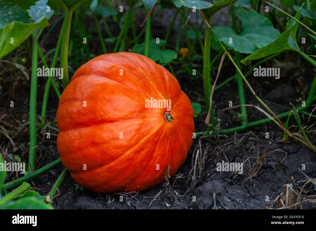large orange ripe pumpkin lying on the ground in the garden Stock Photo ...