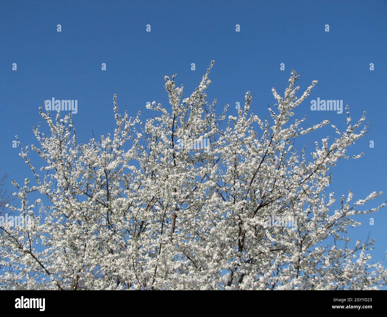 A flowering cherry plum tree under the plain blue sky Stock Photo - Alamy