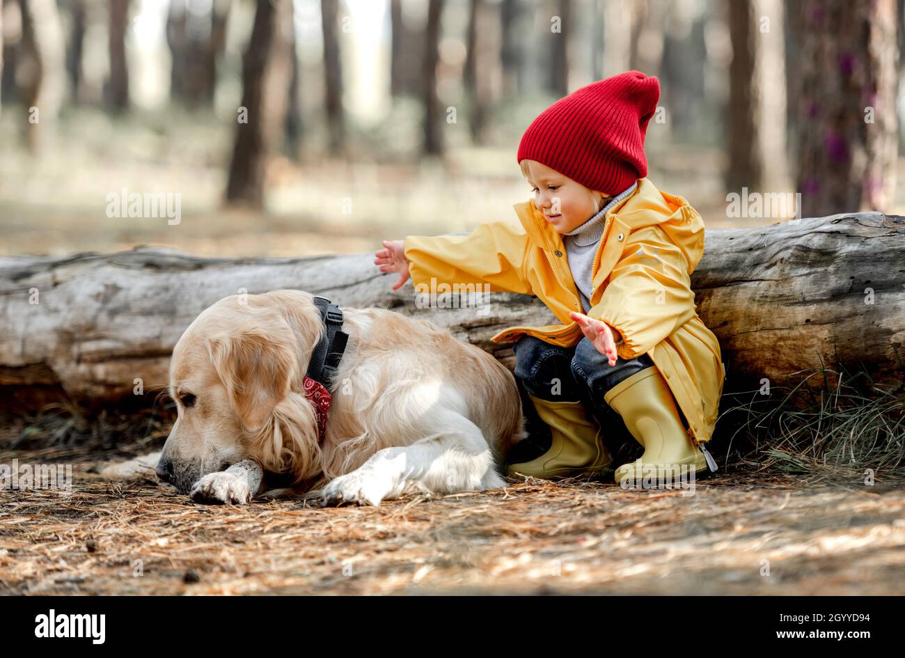 Little girl with golden retriever dog in the forest Stock Photo - Alamy