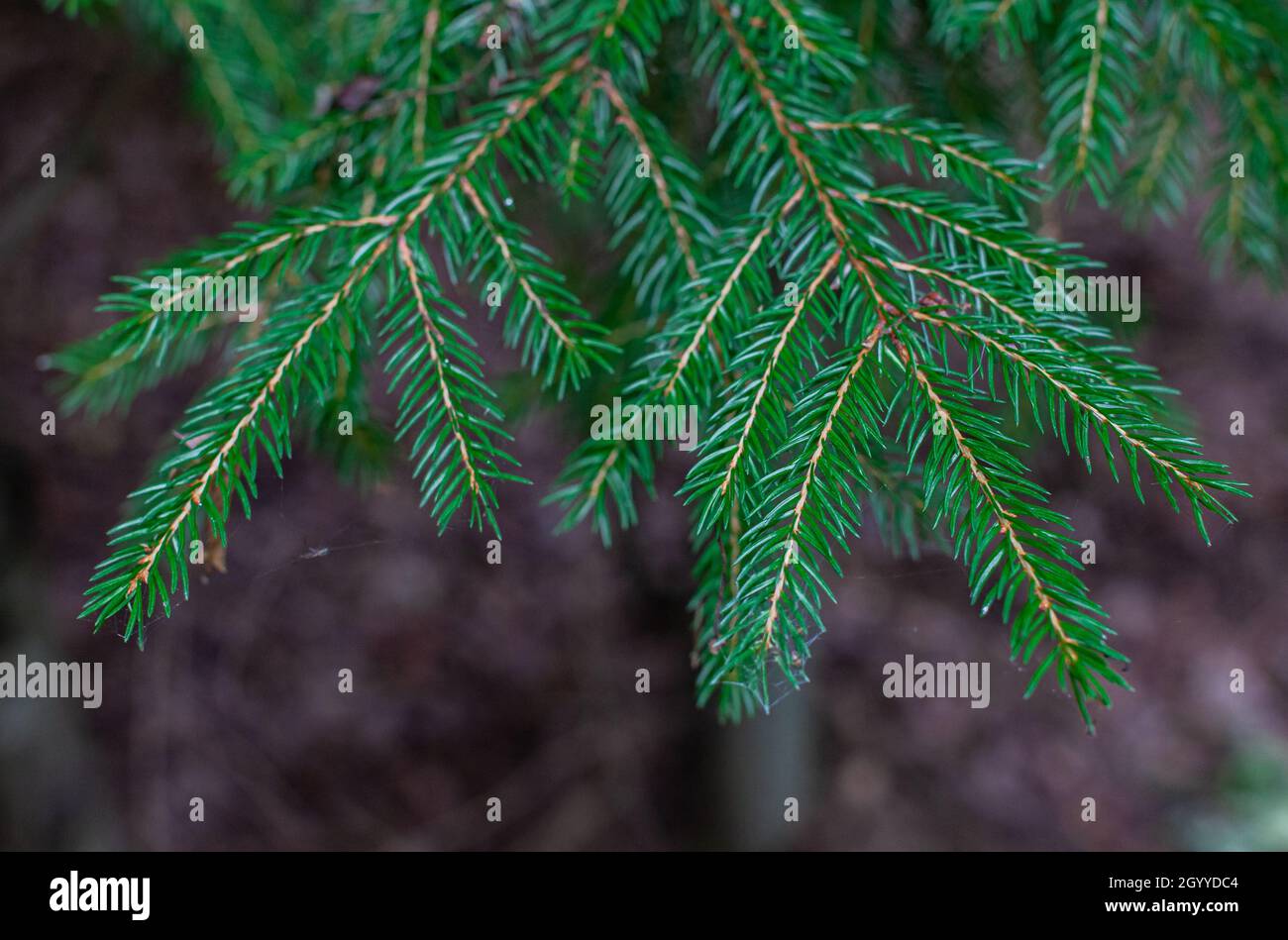 green branches of a young christmas tree with green needles Stock Photo