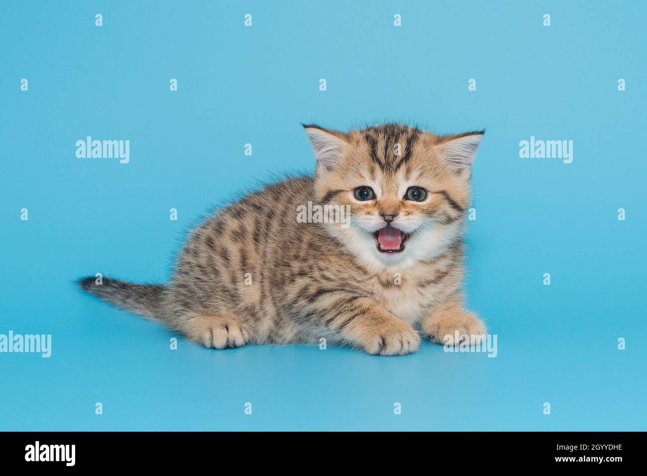 Funny Scottish kitten meows loudly on a blue background Stock Photo