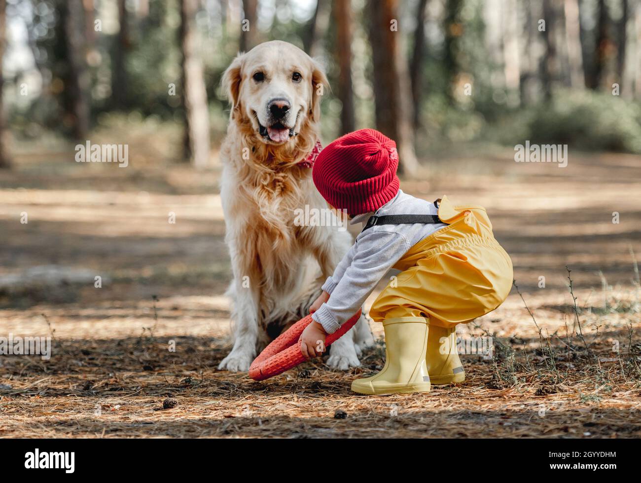 Little girl with golden retriever dog in the forest Stock Photo - Alamy