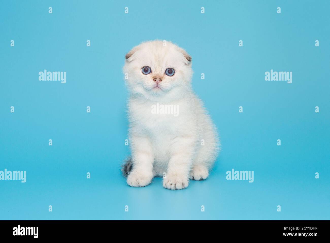 Scottish fold kitten white color on a blue background Stock Photo