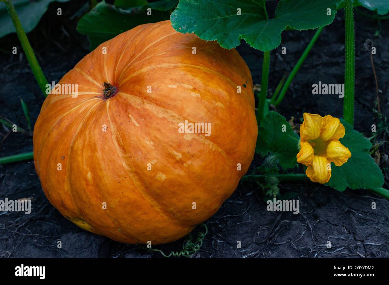 large yellow pumpkin lying on the ground in the garden Stock Photo - Alamy