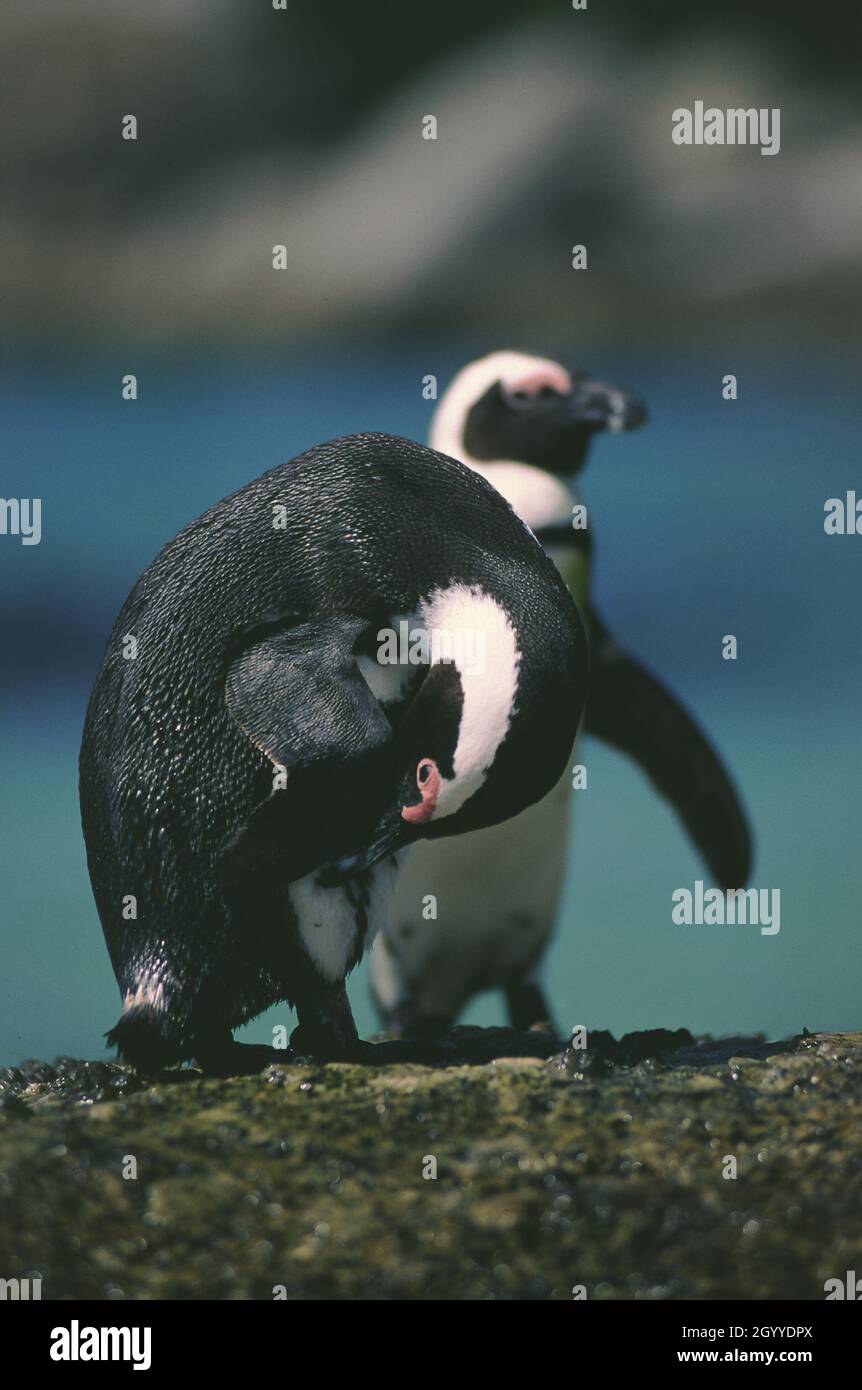 Jackass Penguins or African penguin (Spheniscus demersus), also known as the Cape penguin, is a species of penguin confined to southern Africa Stock Photo