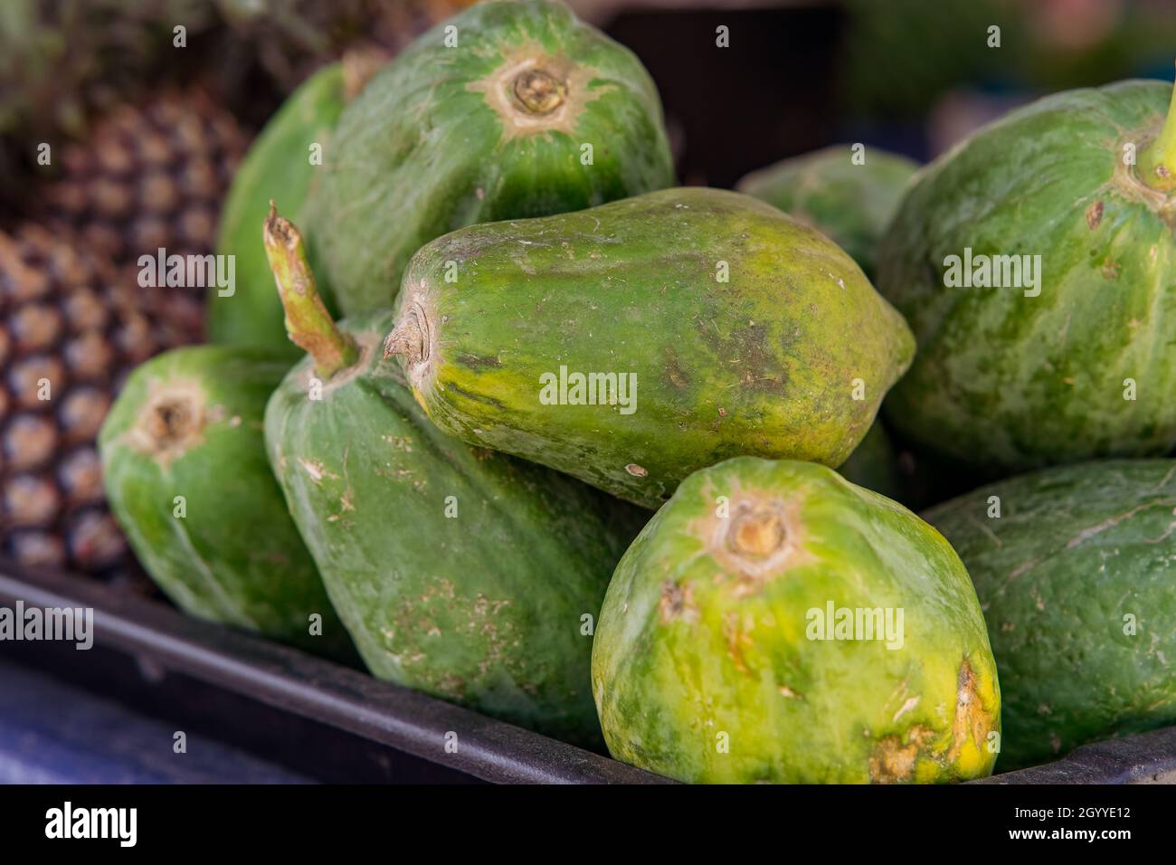 Piles of huge ripe tropical papaya ready for eating at a fruit and