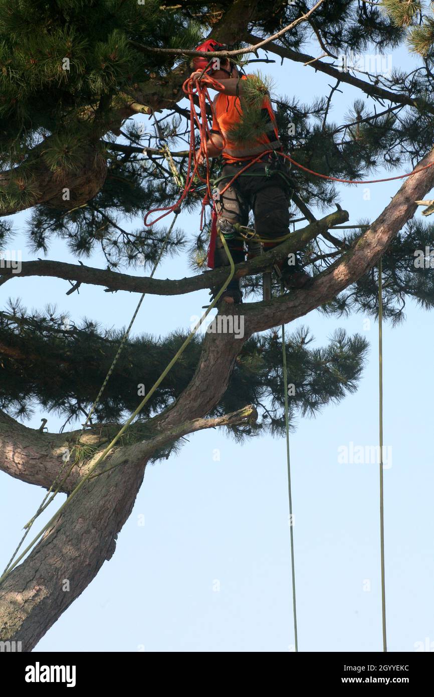 Tree trimmer close up chainsaw hi-res stock photography and images - Alamy