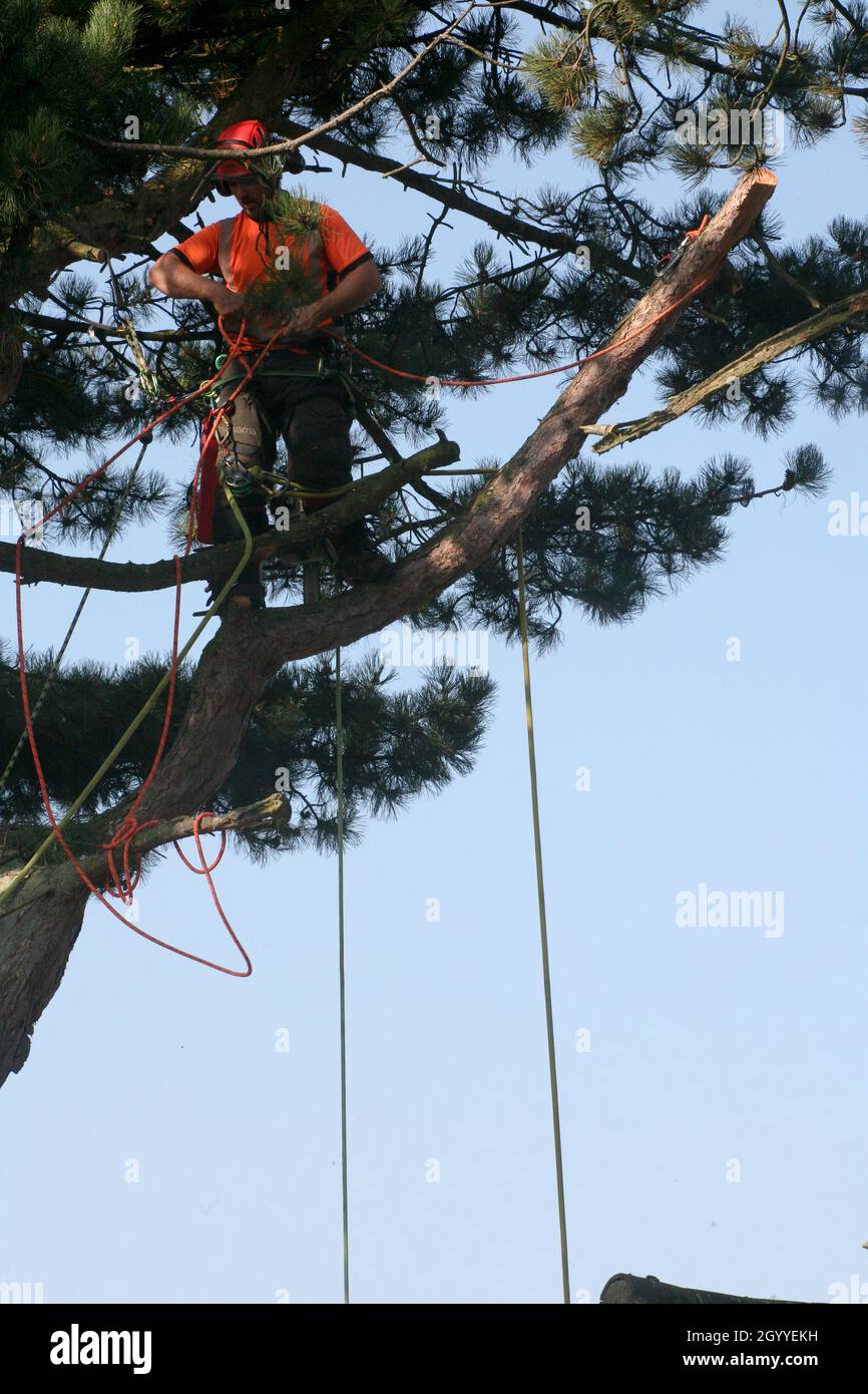 Tree trimmer close up chainsaw hi-res stock photography and images - Alamy