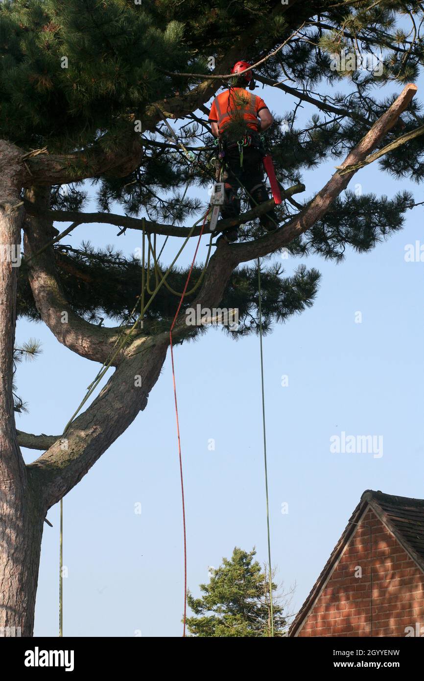 Close up of a tree surgeon working at height, cutting down a tree Stock ...