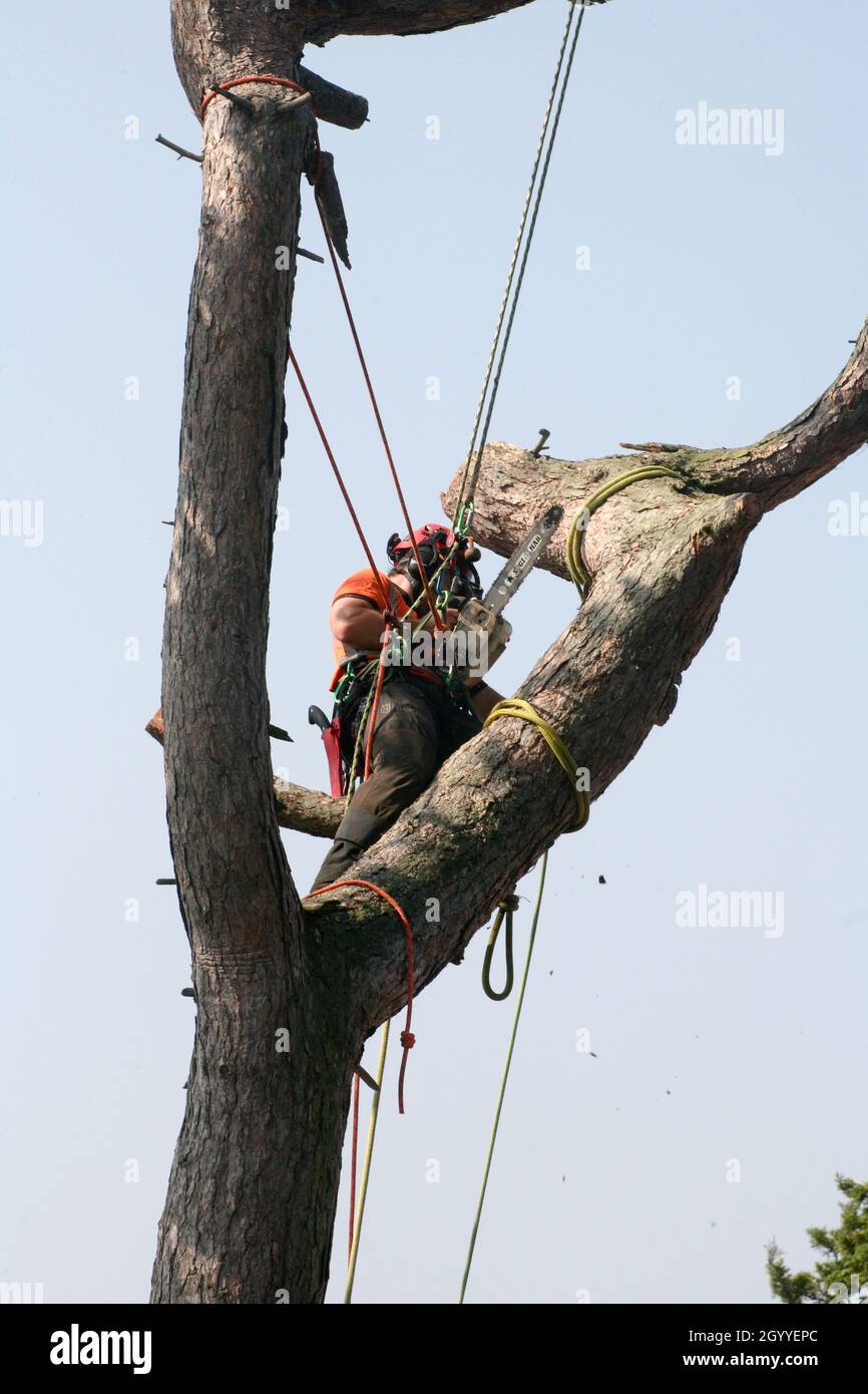 Close up of a tree surgeon working at height, cutting down a tree Stock ...
