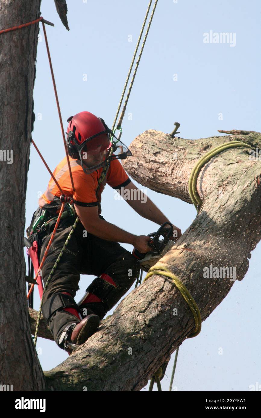 Close up of a tree surgeon working at height, cutting down a tree Stock ...