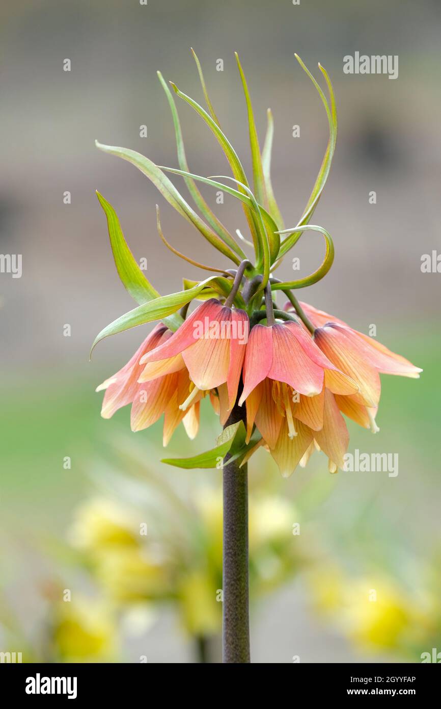 Fritillaria imperialis 'Early Fantasy', Crown Imperial 'Early Fantasy'. A delicate shade of apricot flowers in late winter/early spring Stock Photo
