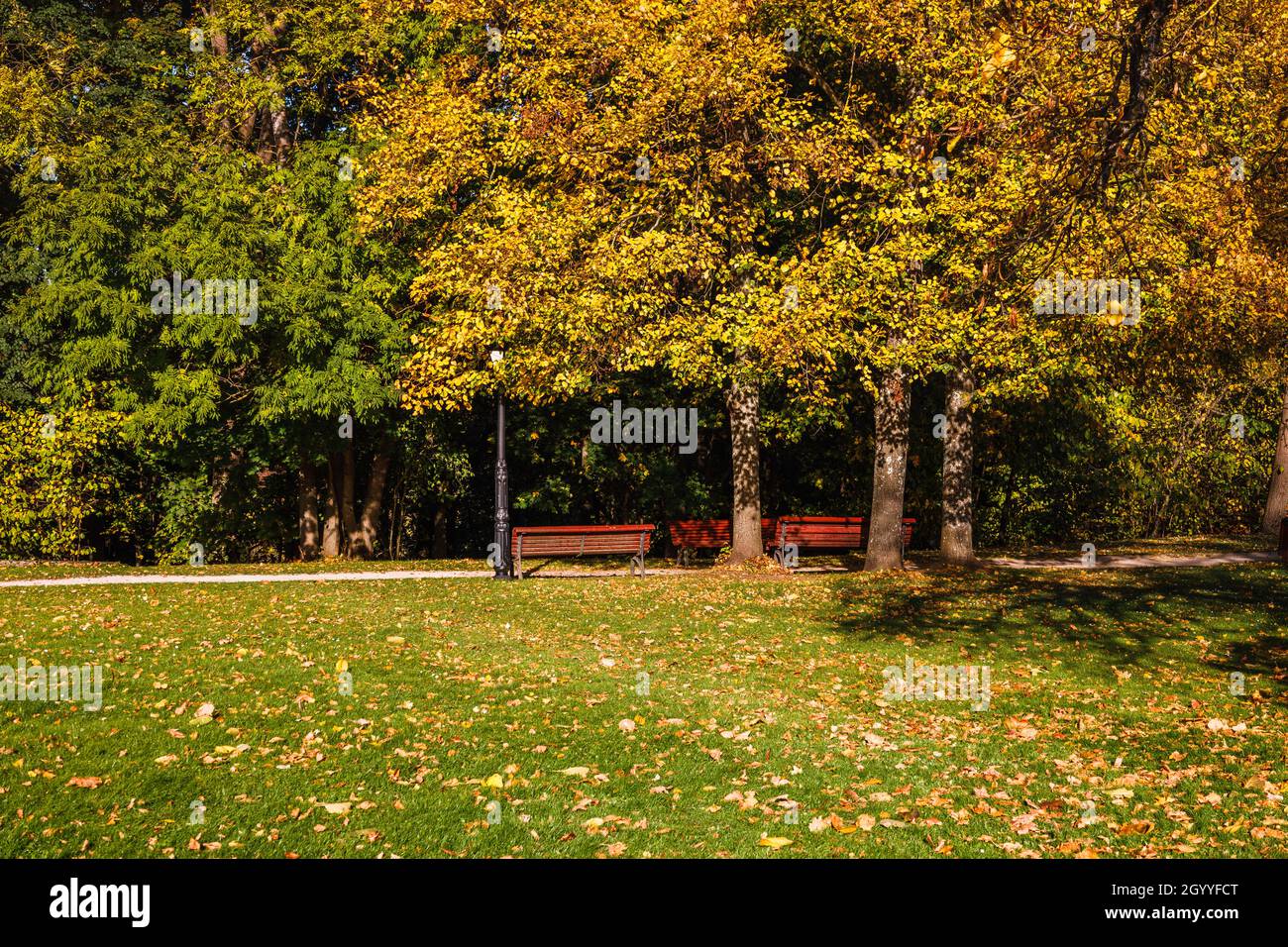 Autumn in park trees grass hi-res stock photography and images - Alamy