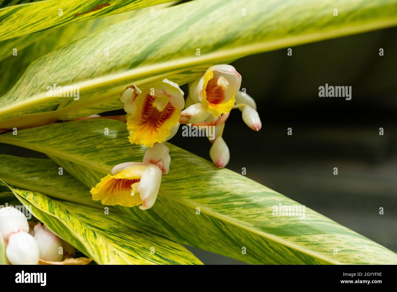 beautiful blooming Alpinia zerumbet or Shell Ginger Stock Photo