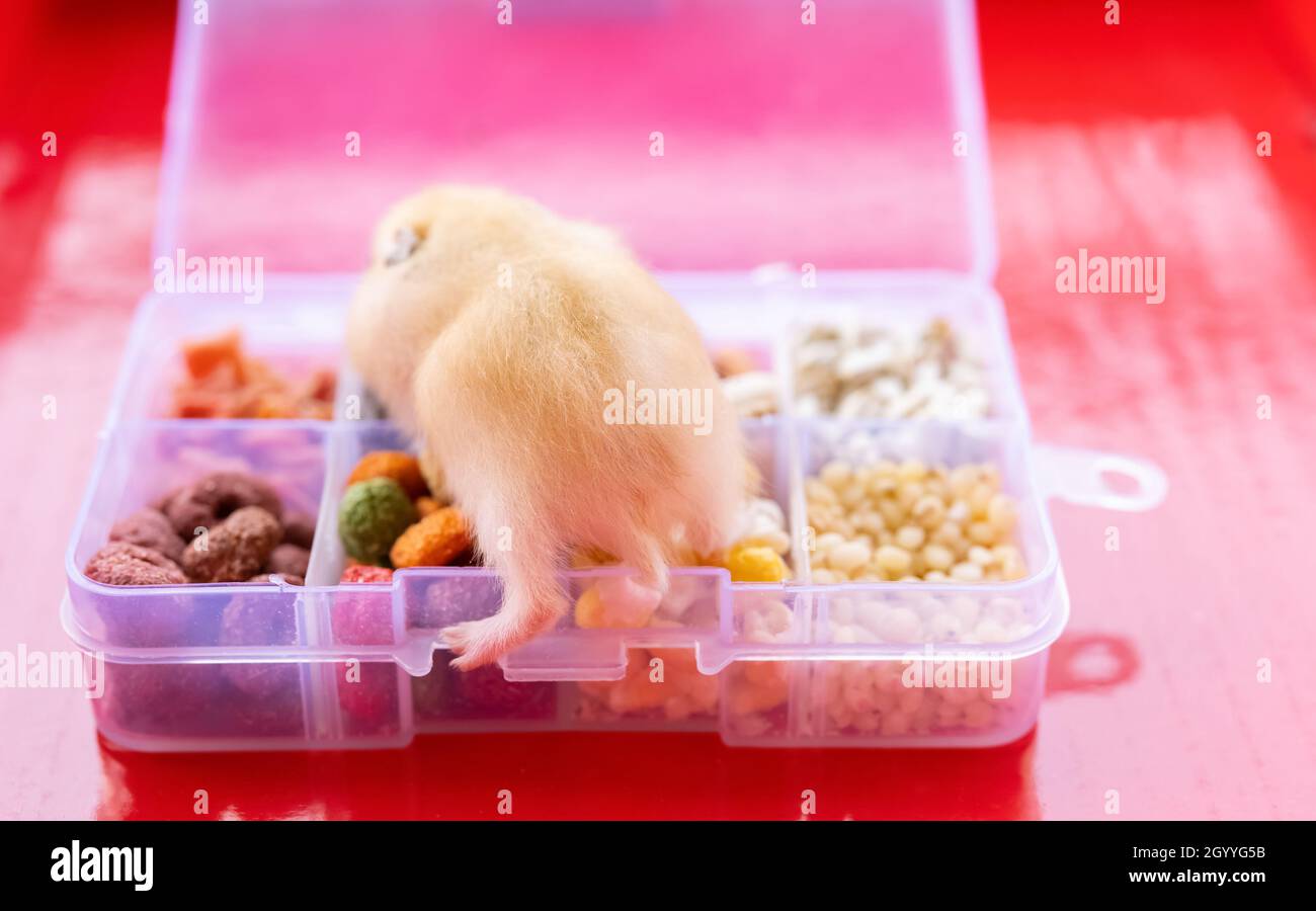 small golden hamster on a box with various food Stock Photo Alamy