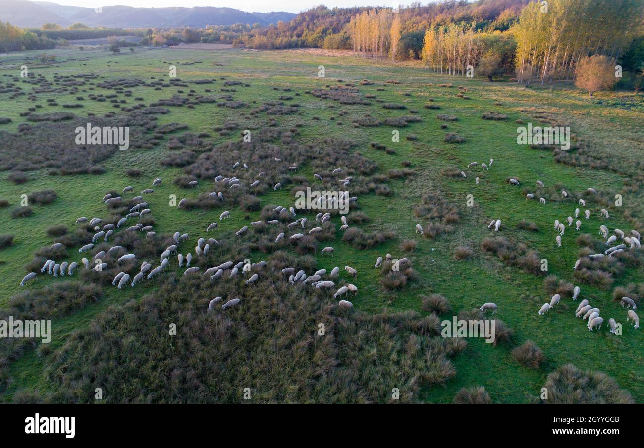 Aerial image of sheep flock grazing on meadow at sunset. Organic and ...