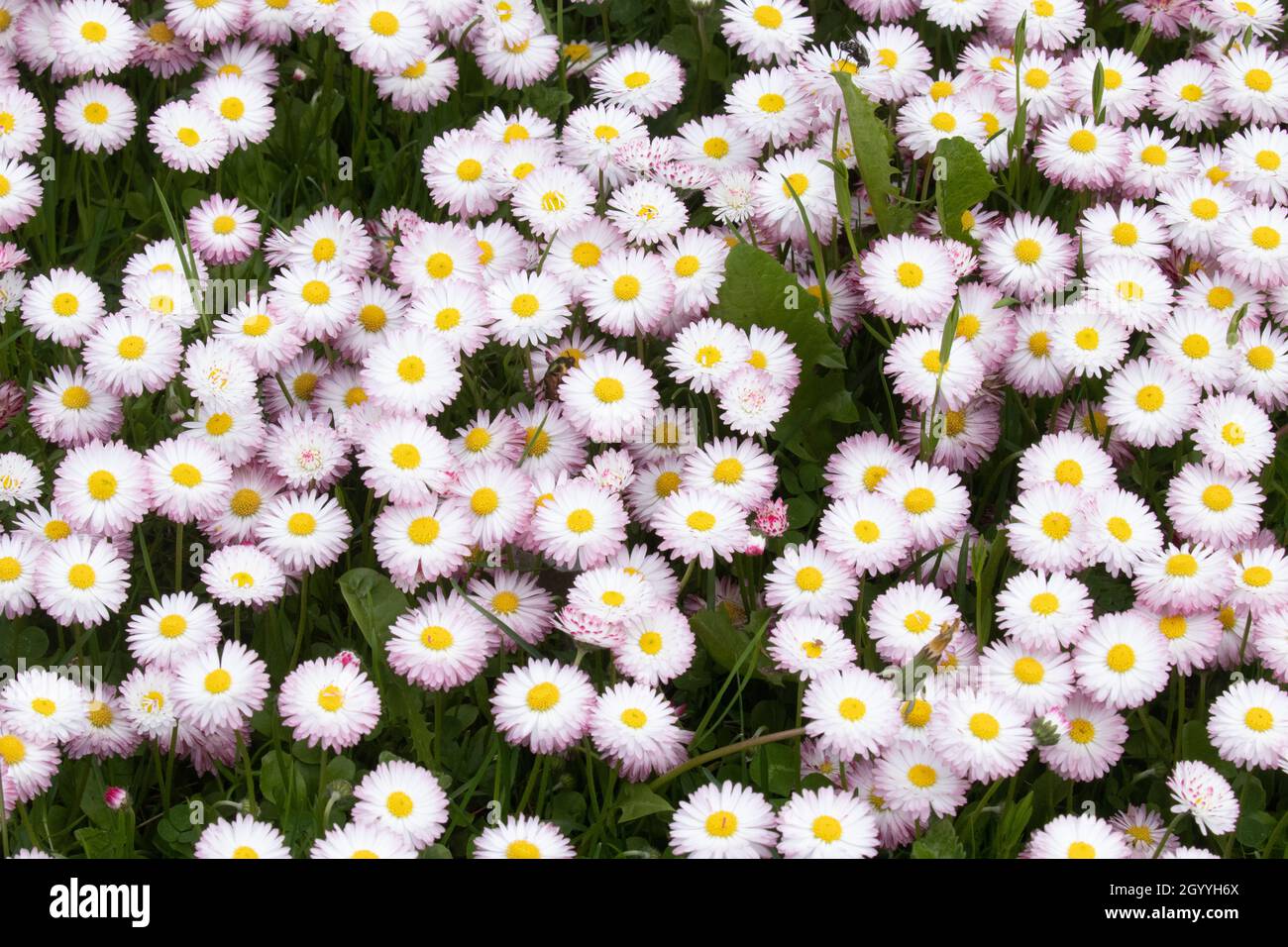 Spring bedding of a flowering English daisy, Bellis perennis in Northern Europe. Stock Photo