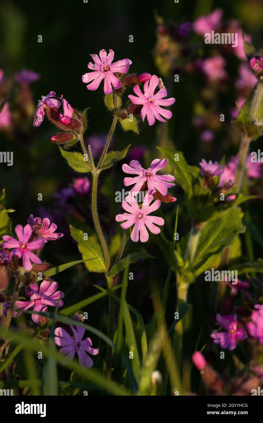 Beautiful Red campion, Silene dioica blooming on a spring evening in Estonia, Northern Europe. Stock Photo
