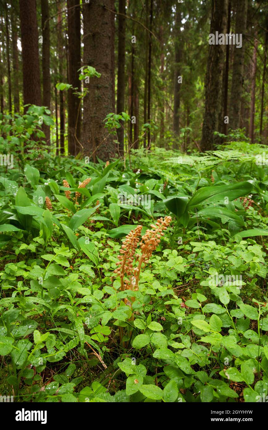 An unique European plant Bird's-nest orchid, Neottia nidus-avis blooming in an old-growth Estonian forest. Stock Photo