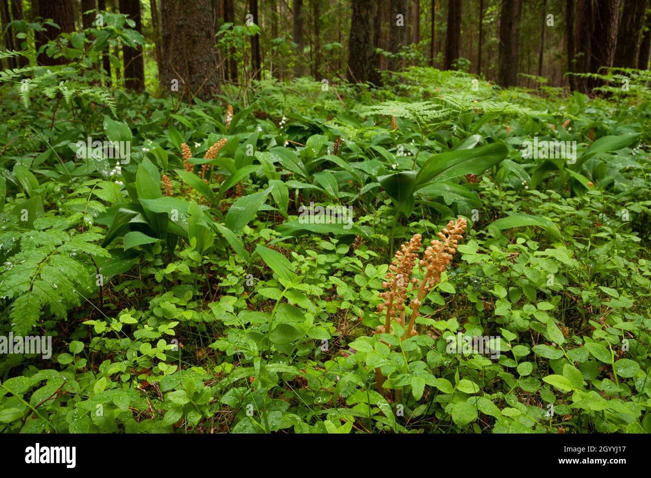 An unique European plant Bird's-nest orchid, Neottia nidus-avis blooming in an old-growth Estonian forest. Stock Photo