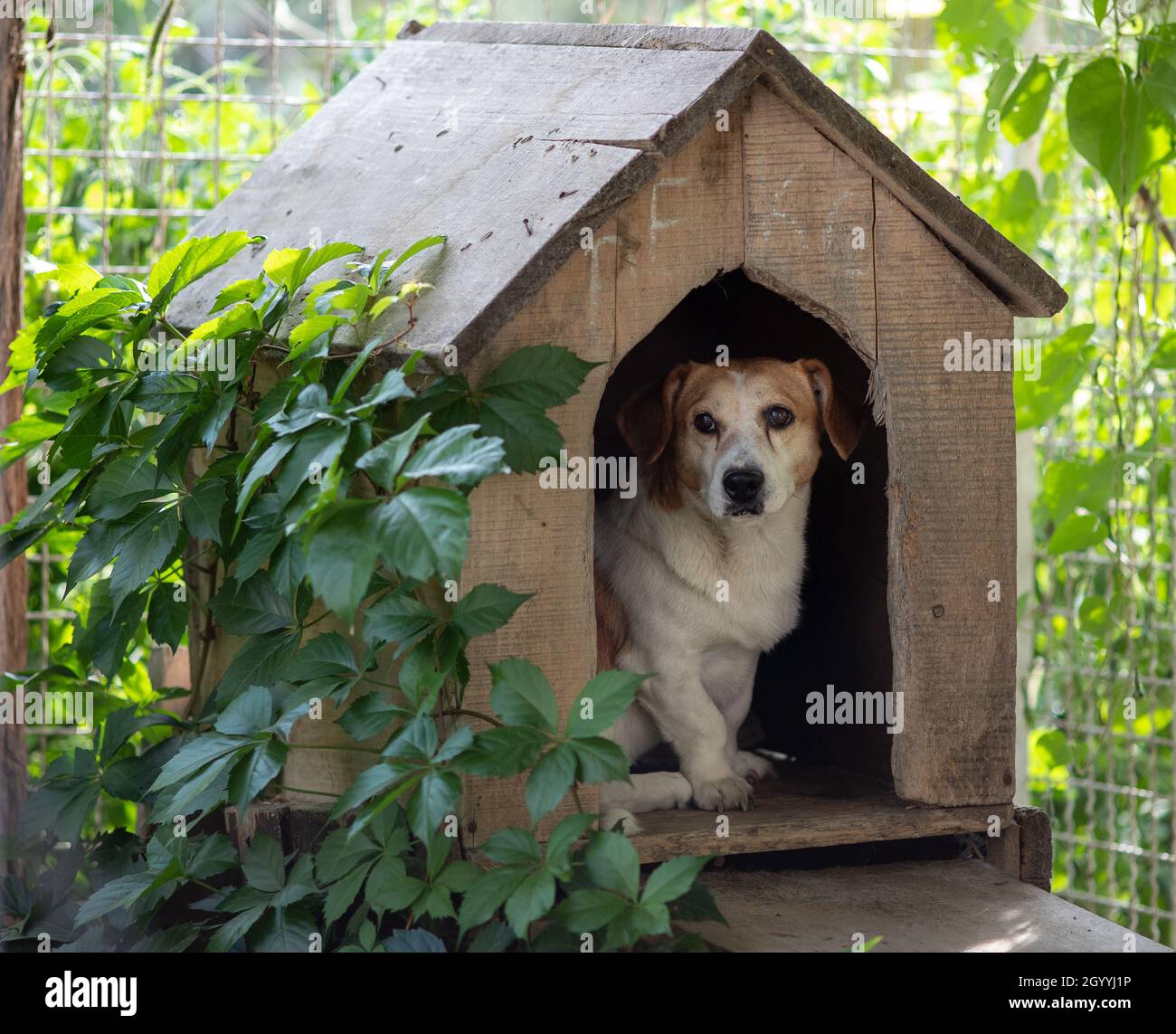 Small cute dog sitting in his house in box, on entrance and ...
