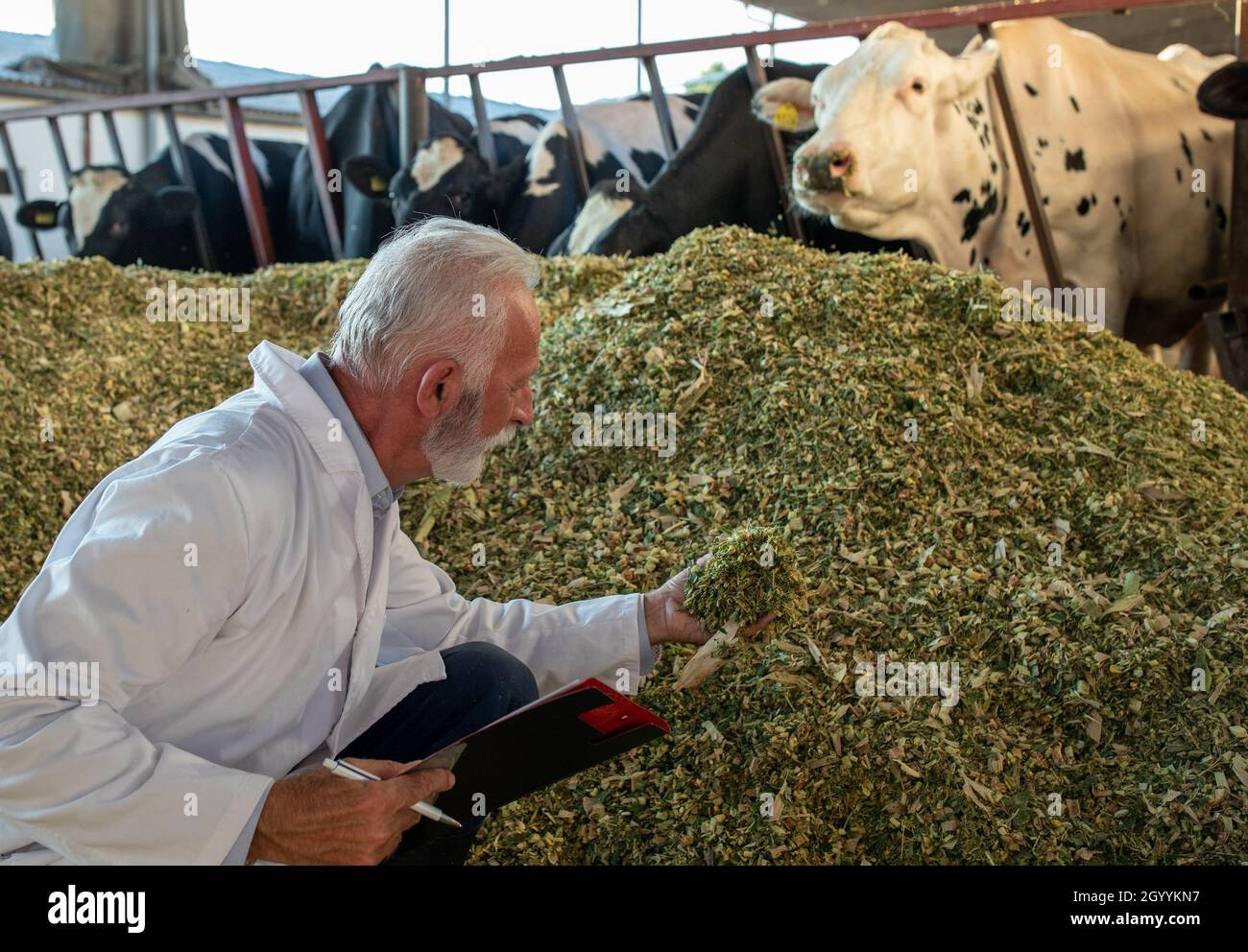 Mature technologist checking quality of cattle feed lucerne (alfalfa crop) on dairy farm Stock Photo