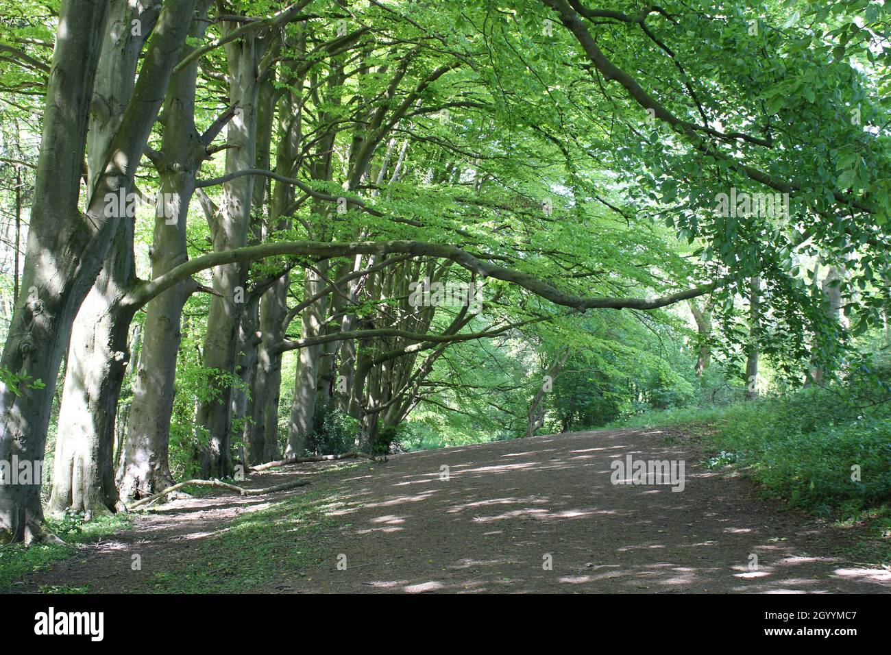 Trees overhanging path in woods Stock Photo Alamy