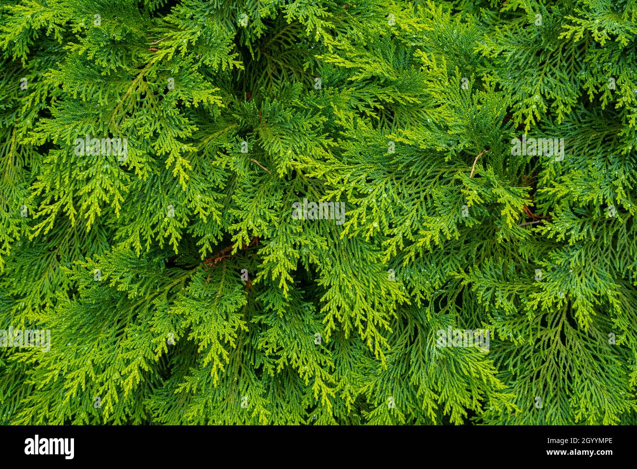 Fresh green pine leaves. Oriental Arborvitae. Thuja orientalis (also known as Platycladus orientalis). Leaf texture background for design foliage patt Stock Photo