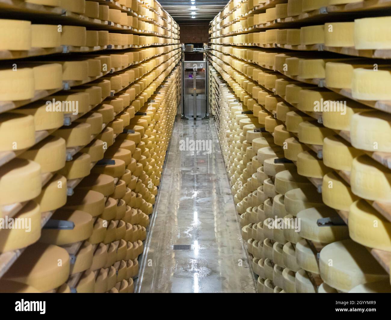 Long rows with large wheels of Swiss Gruyere cheese are maturing at the cheese diary at Gruyere, Switzerland. Stock Photo