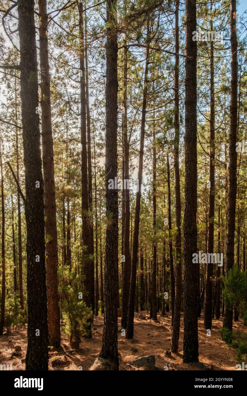 Summer day in forest landscape, trees with sunshine backlight Stock ...