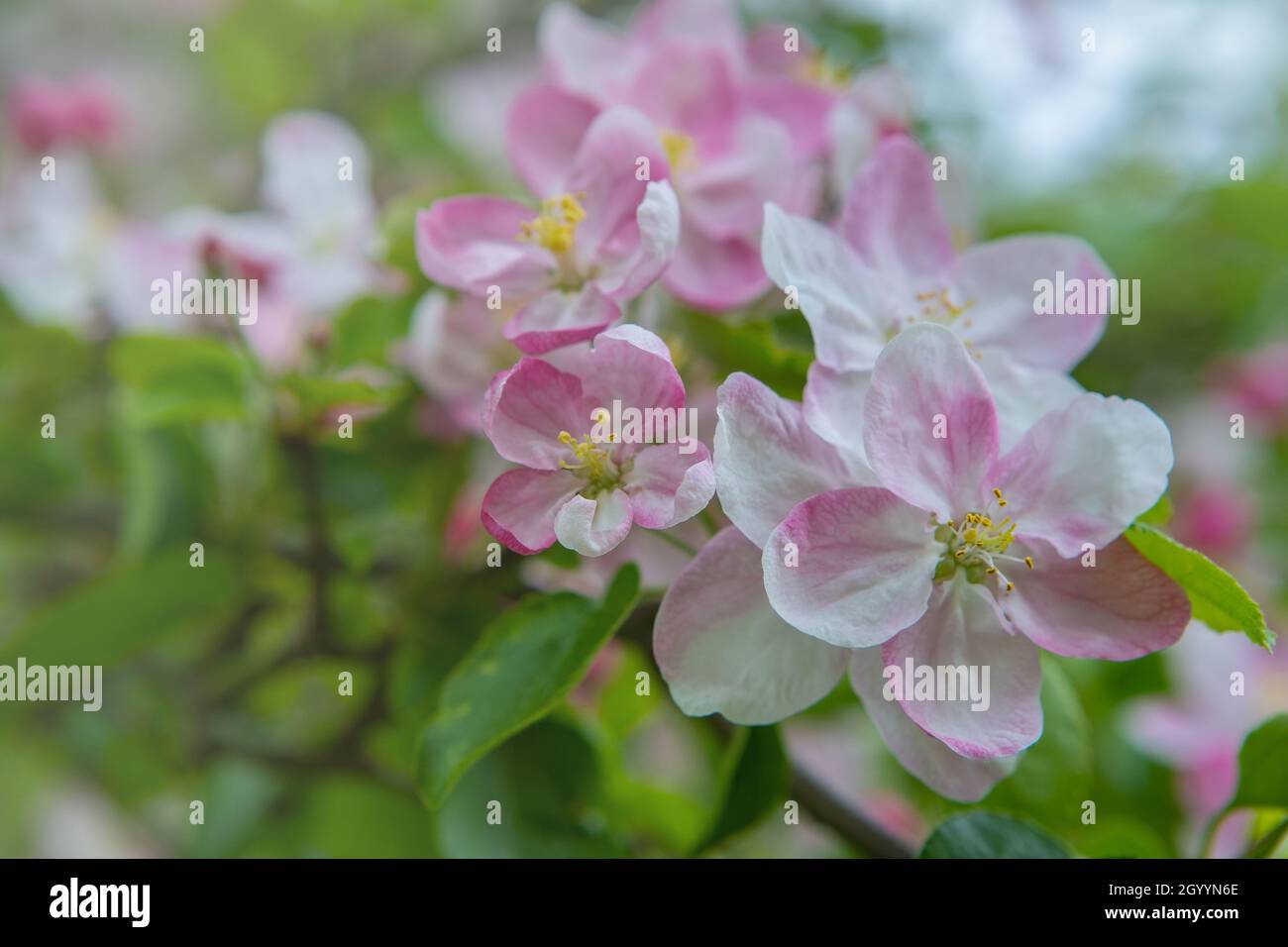 Closeup of apple tree flowers at blossom in the garden. Beautiful nature scene with a flowering trees Stock Photo