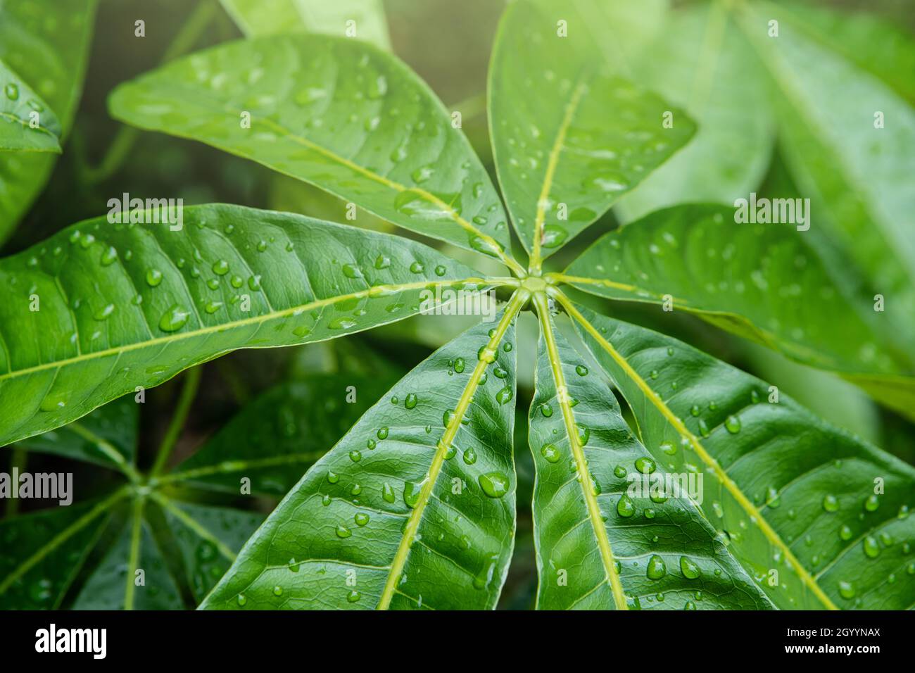 Green leaf with water drops. Large beautiful drops of transparent rain water on a green leaf. Drops of dew in the morning glow in the sun Stock Photo