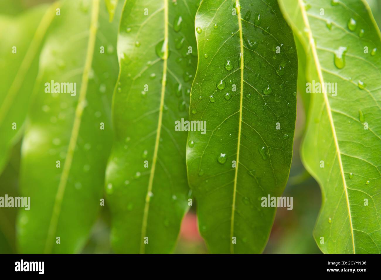 Green leaf with water drops. Large beautiful drops of transparent rain water on a green leaf. Drops of dew in the morning glow in the sun Stock Photo