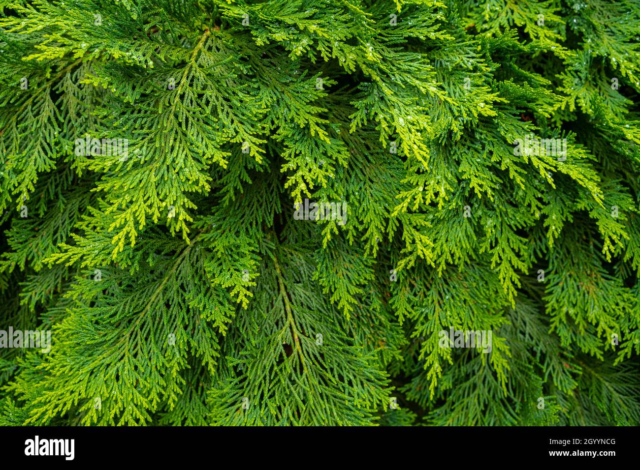 Fresh green pine leaves. Oriental Arborvitae. Thuja orientalis (also known as Platycladus orientalis). Leaf texture background for design foliage patt Stock Photo