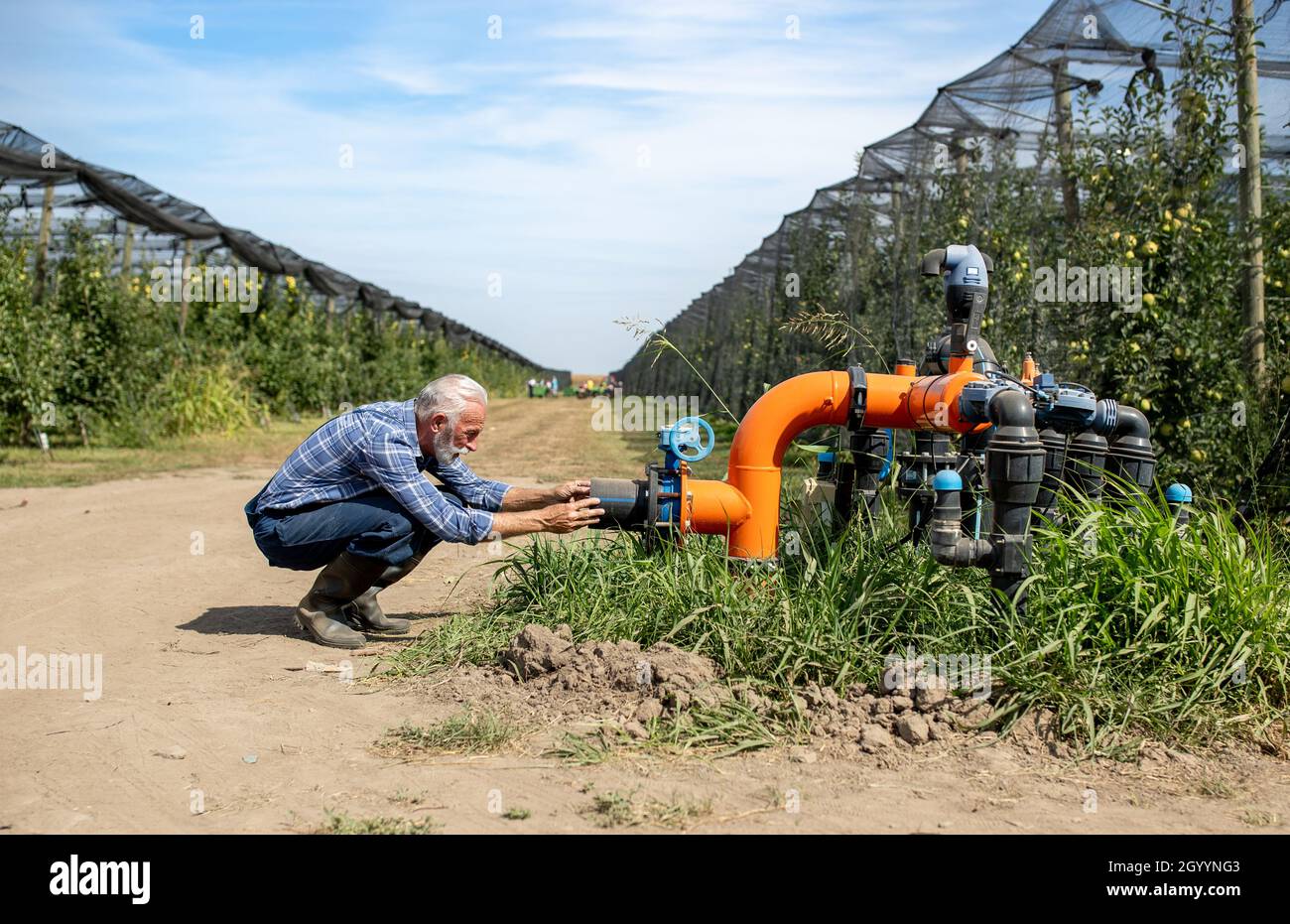 Senior farmer repairing valve on irrigation system in modern apples