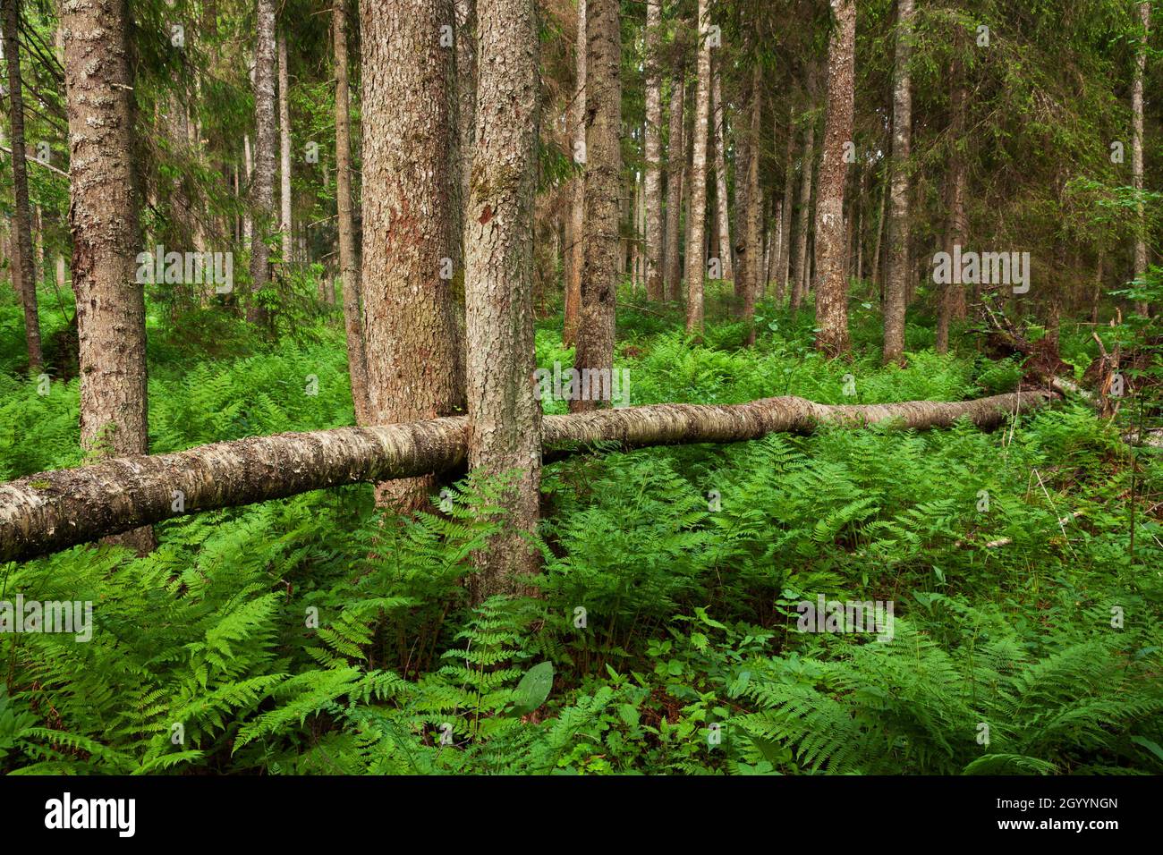 A lush and green Estonian old-growth forest with decaying and old trees during a summer evening. Stock Photo