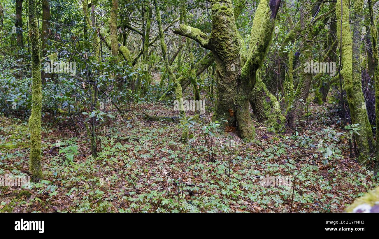 The evergreen cloud forest Garajonay with its incomparable atmosphere inspires in the heart of the Canary Island of La Gomera. Stock Photo