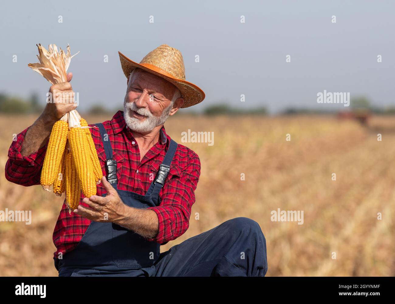 Senior farmer with straw hat  holding corn cobs in corn field during harvest in early autumn Stock Photo