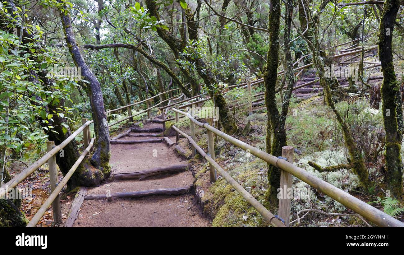 The evergreen cloud forest Garajonay with its incomparable atmosphere inspires in the heart of the Canary Island of La Gomera. Stock Photo