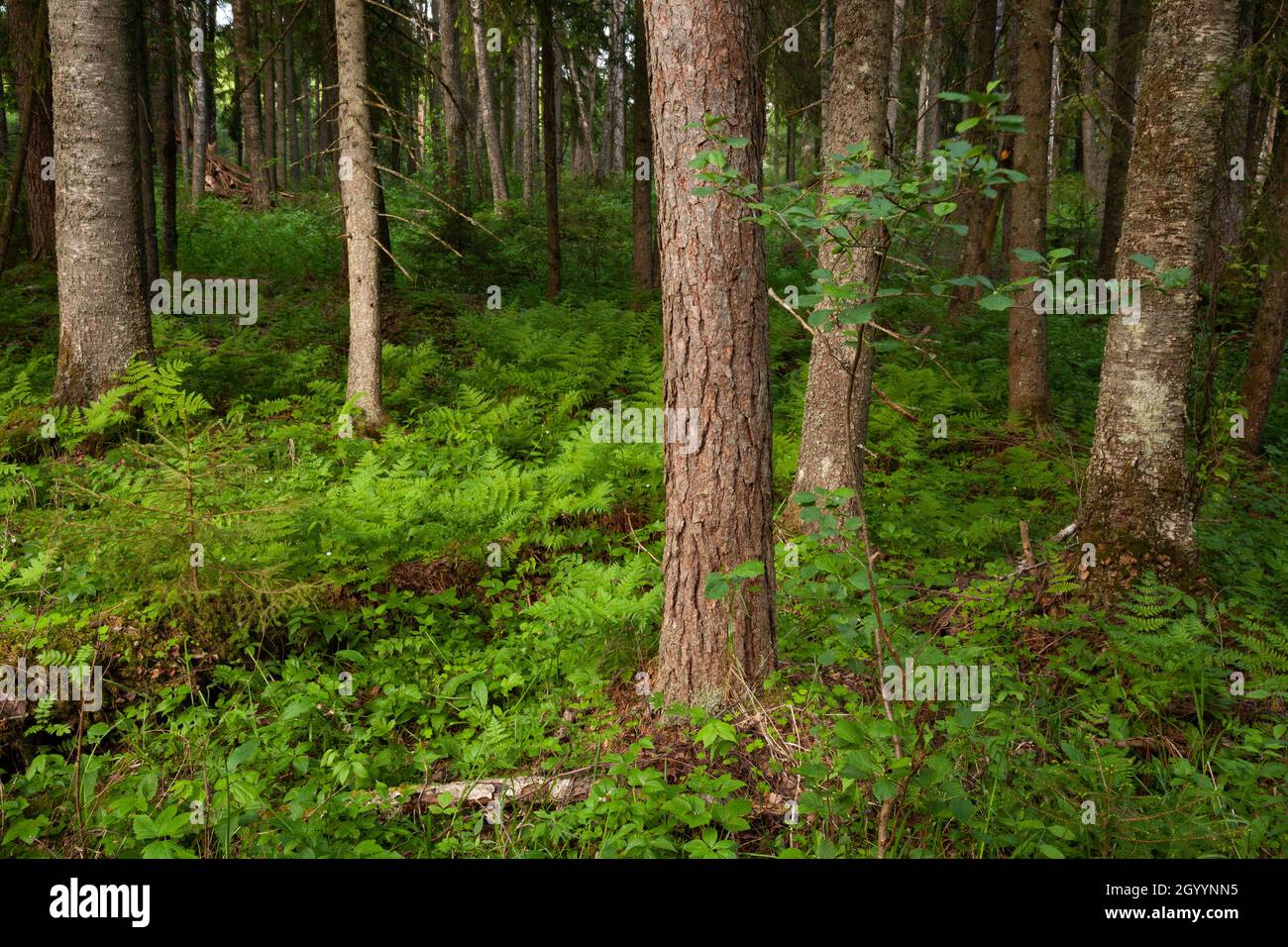 A lush and green Estonian old-growth forest with decaying and old trees during a summer evening. Stock Photo