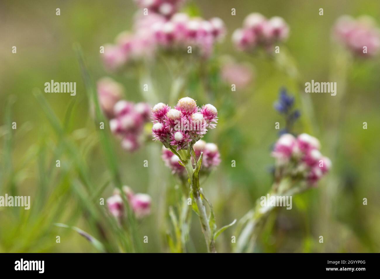 A small blooming pink Catsfoot, Antennaria dioica flower in Northern Europe. Stock Photo