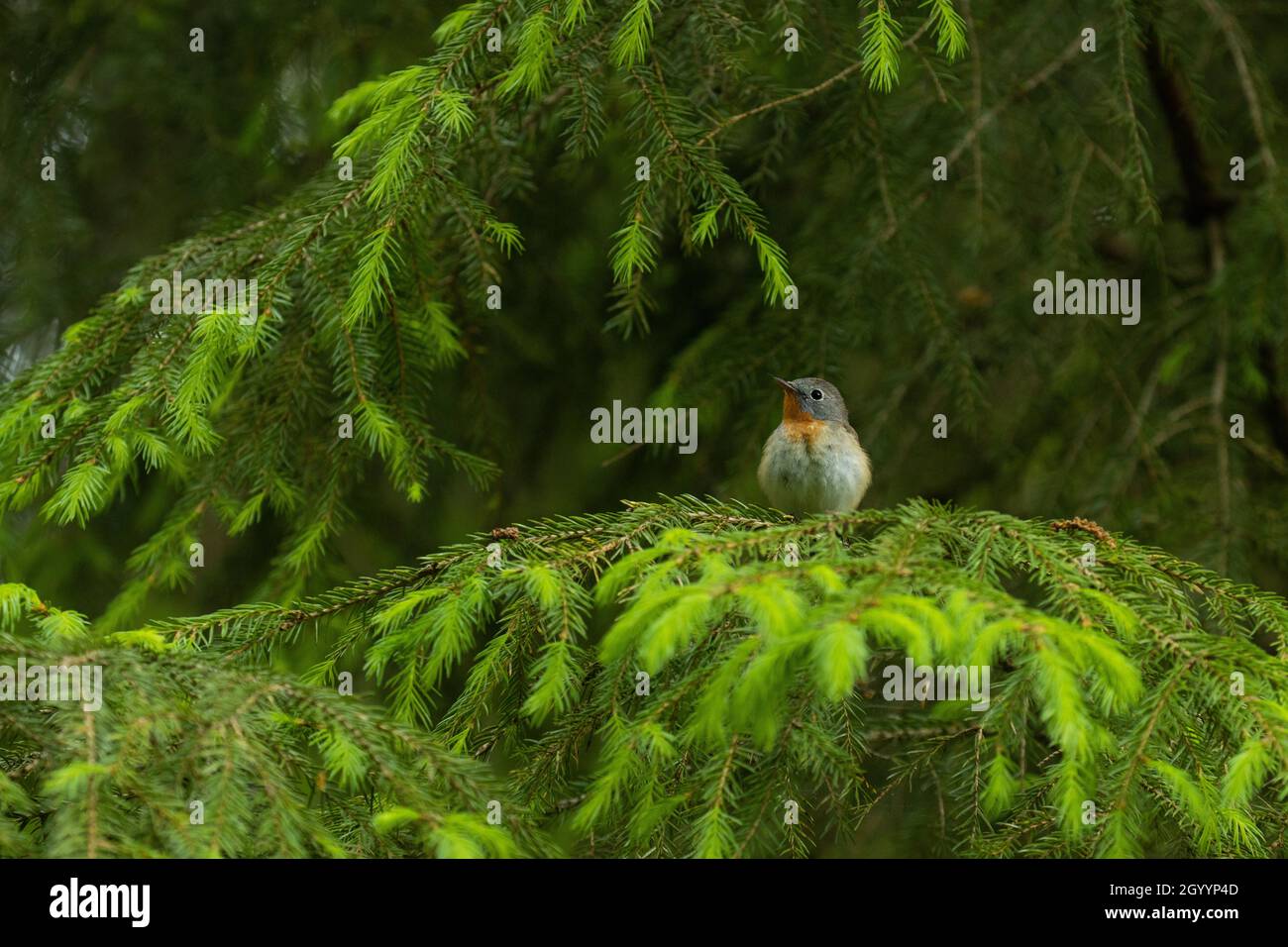 Red-breasted flycatcher, Ficedula parva perched in an old forest in Estonia, Northern Europe. Stock Photo