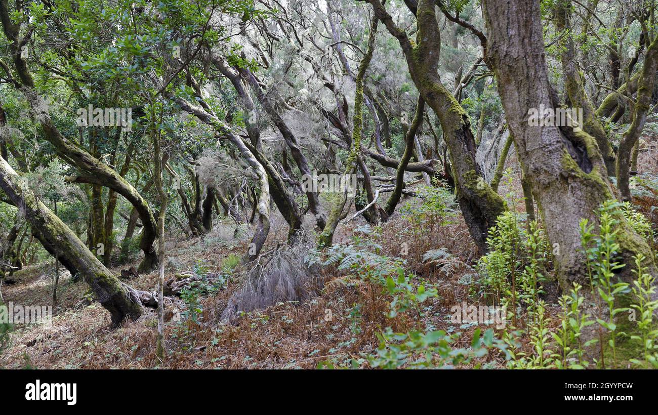 The evergreen cloud forest Garajonay with its incomparable atmosphere inspires in the heart of the Canary Island of La Gomera. Stock Photo