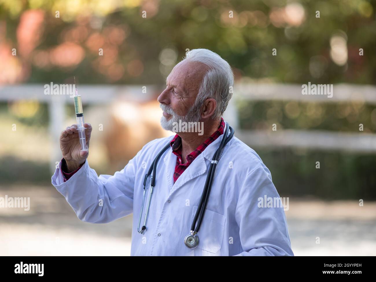 Matur eveterinarian in white coat holding syringe with needle for animal vaccination on farm Stock Photo