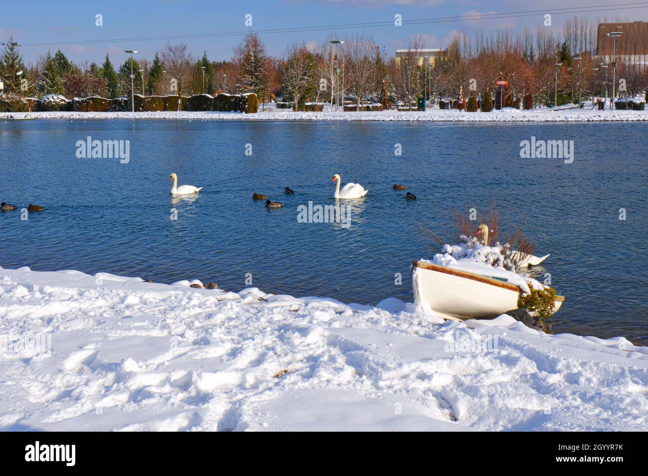 Small wooden rowing boat at lakeside under snow while white swans swim at lake at the background Stock Photo