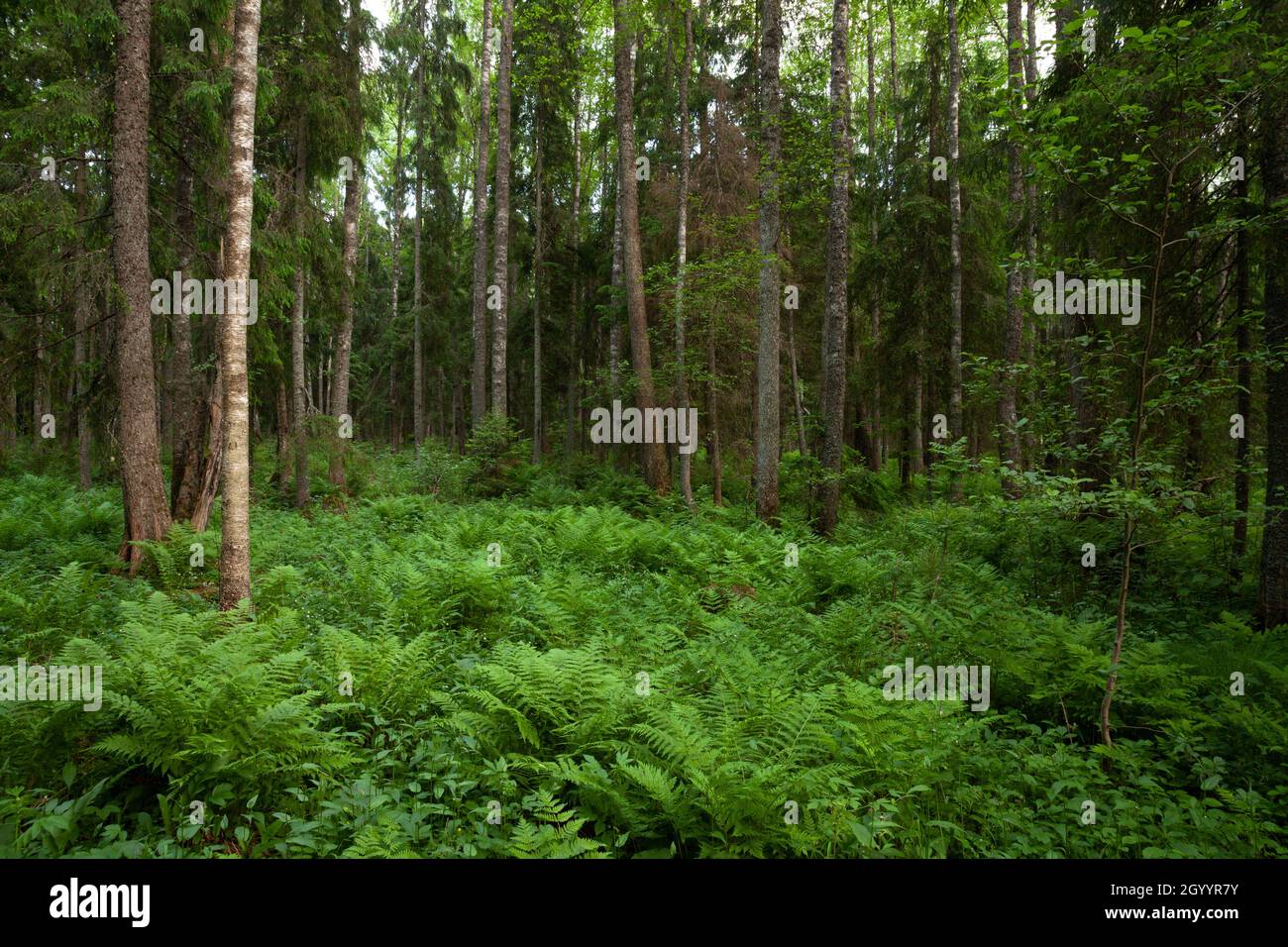 An Estonian old-growth forest with lush ferns during a summer evening. Stock Photo