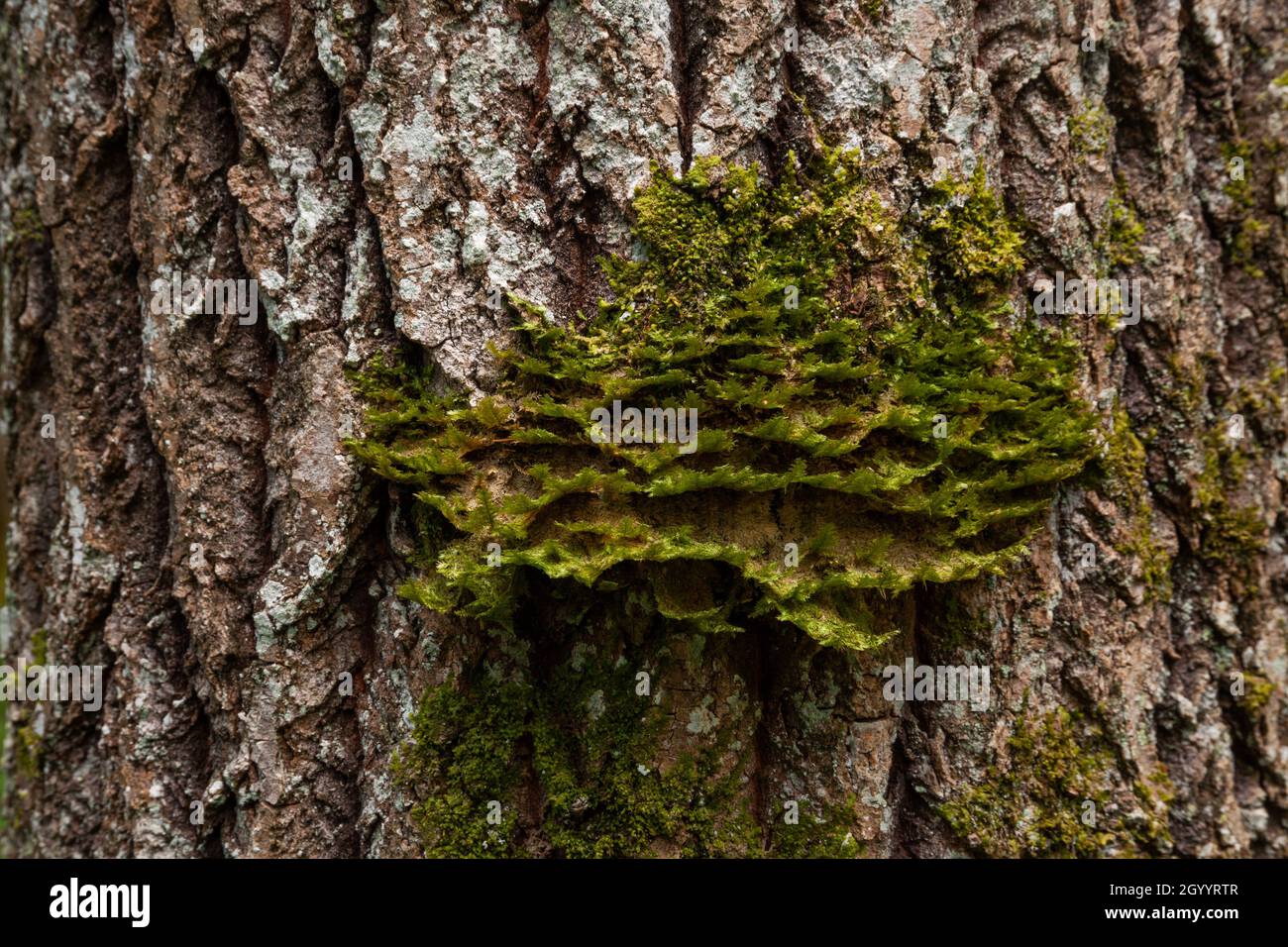 Neckera pennata growing on an Aspen bark in an old-growth forest. Neckera pennata is a species of moss belonging to the family Neckeraceae. Stock Photo